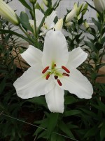 [5390 Signum 2N VZ No01.JPG]